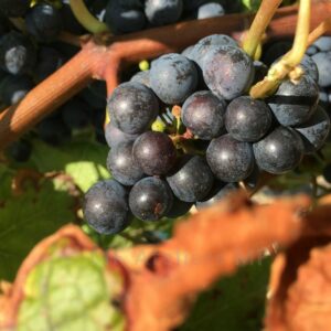 photographie d'art, région bordelaise, nouvelle Aquitaine, vendange, vin de Bordeaux, vignes, médoc